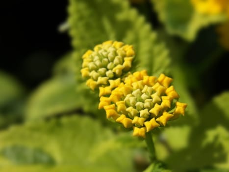 close-up image of yellow lantana flowers