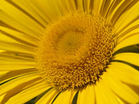 close-up image of a yellow flower