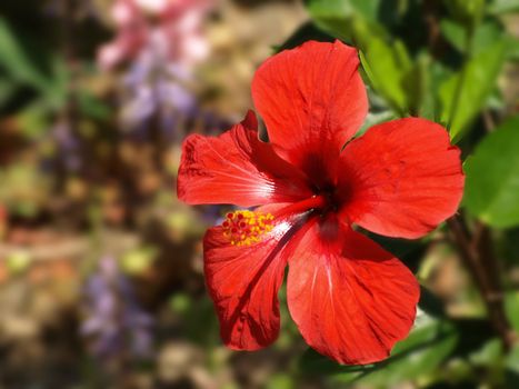 image of a red hibiscus over a green background