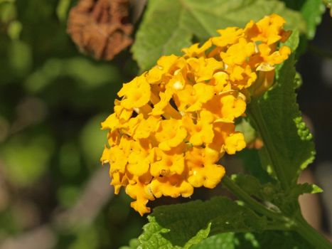 a close-up image of a yellow lantana