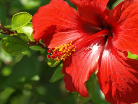 a close-up image of a red hibiscus over green background