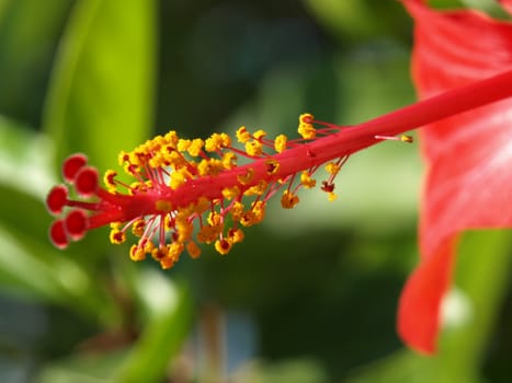 a close-up image of a red hibiscus tail