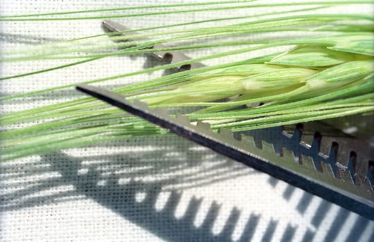 Barber's snippers are shearing the spica of rye