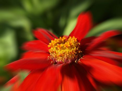 a close-up image pf a red zinnia