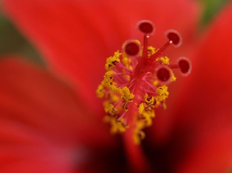 a close-up image of an hibiscus tail