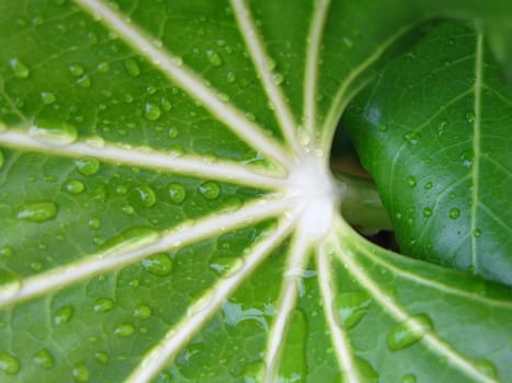 wet green leaf background