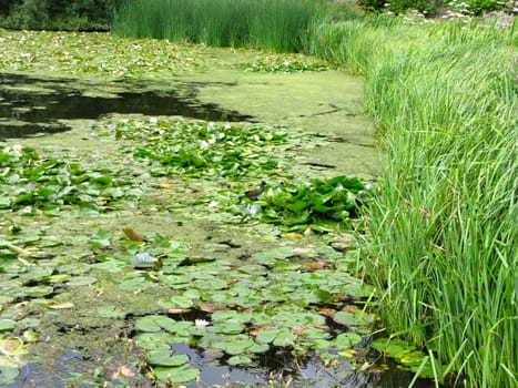 water lilies in a pond