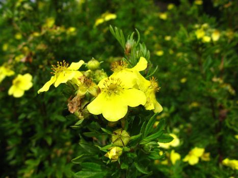 yellow potentilla