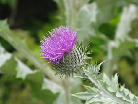 thistle