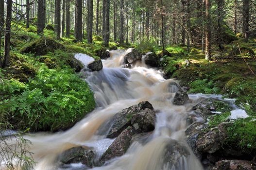 Streaming water in the swedish wilderness.