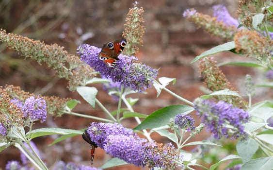 butterflies