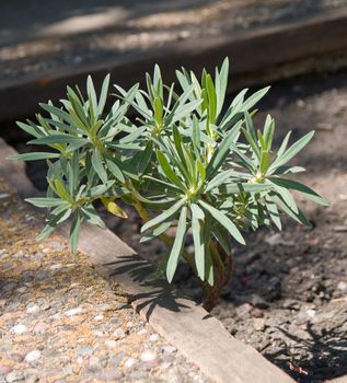 New sapling, growing from the concrete and hard dirt.