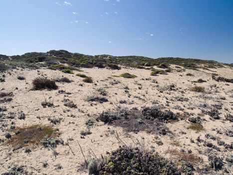 Shot of dunes near the shore, with vegetation.