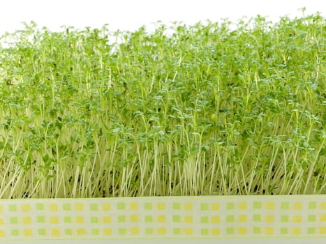 Close-up of fresh green delicate cress petals