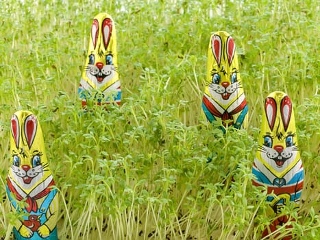 close-up of Chocolate Easter Bunny Hiding in the Grass