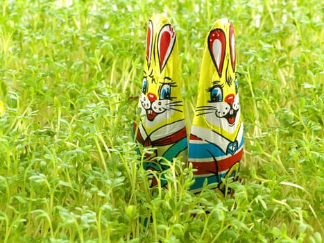 close-up of Chocolate Easter Bunny Hiding in the Grass