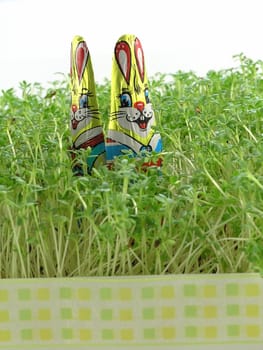 close-up of Chocolate Easter Bunny Hiding in the Grass