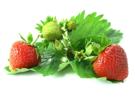 fresh strawberries isolated on white background