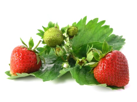 fresh strawberries isolated on white background