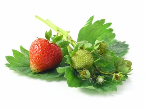 fresh strawberries isolated on white background