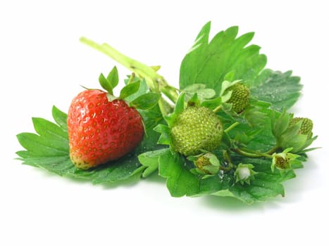 fresh strawberries isolated on white background