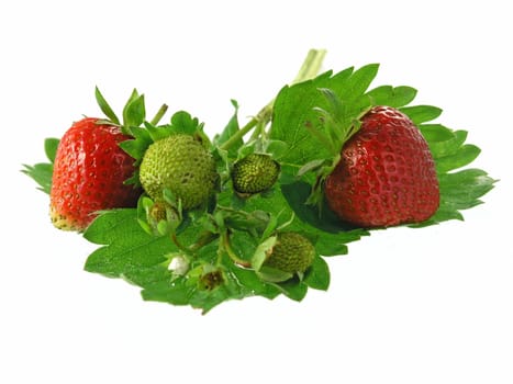 fresh strawberries isolated on white background