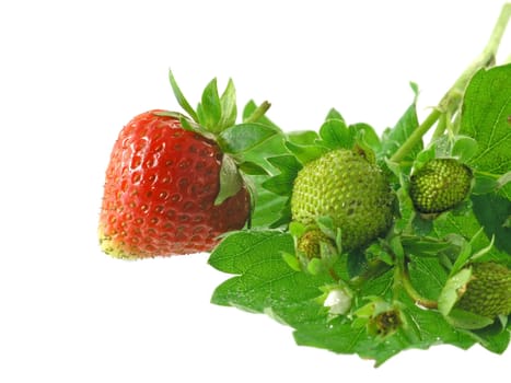 fresh strawberries isolated on white background