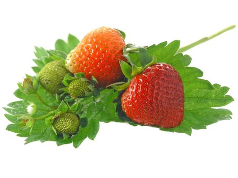 fresh strawberries isolated on white background