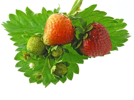 fresh strawberries isolated on white background