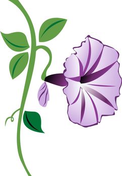 A purple morning glory flower with leaves and a bud.