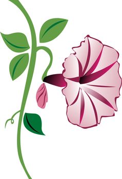 A pink morning glory flower with leaves and a bud.