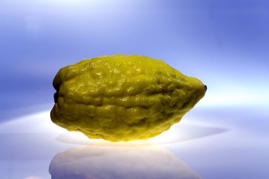 Etrog (Citrus medica) - a traditional citrus of  Jewish holiday Sukkot 