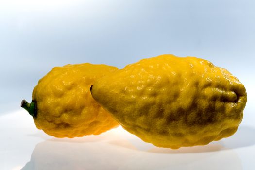 Etrog (Citrus medica) - a traditional citrus of  Jewish holiday Sukkoth 