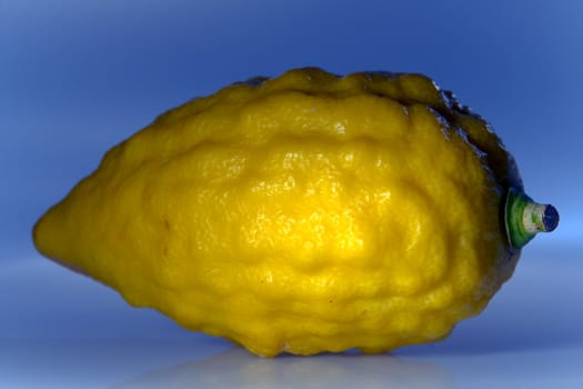 Etrog (Citrus medica) - a traditional citrus of  Jewish holiday Sukkoth 