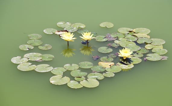 Lotus in nature on natural background