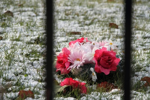 A bouqet of flowers, covered in snow and behind a fence.