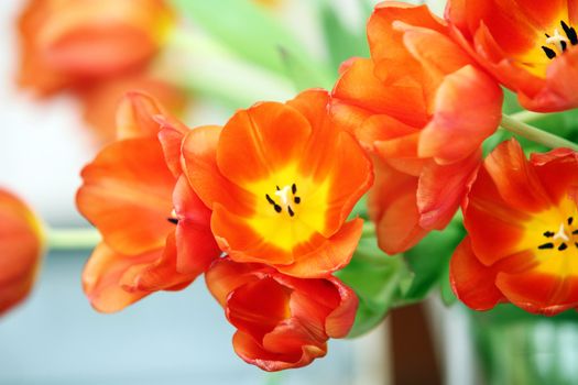 colorful tulips - Close-up