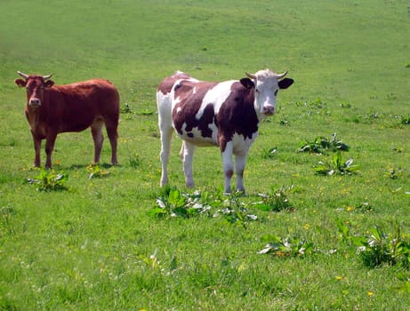 Beef cows stood in countryside rural scene, England.