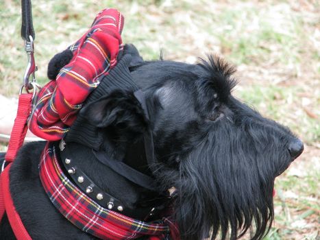 A Scottish Terrier wearing a scottish plaid hat and scarf.
