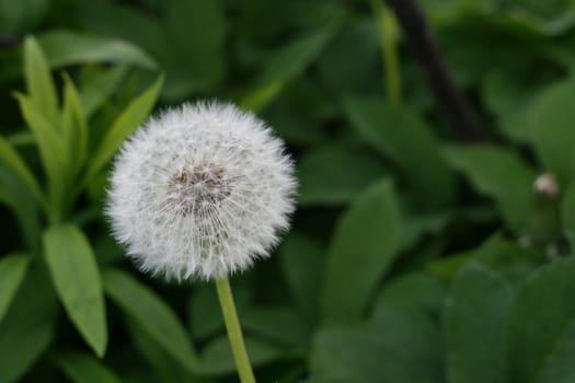 white sun in my garden