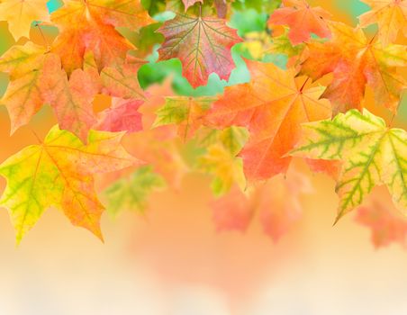 close-up autumn maple leaves