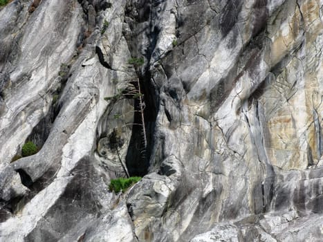 old pine tree in the mountain's break