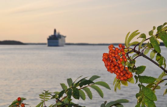 Scenery from the archipelago of Stockholm with rowanberries in the foreground and a cruisingship in the background.