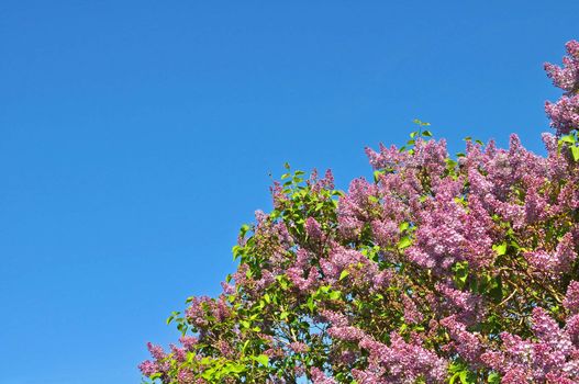 Pink lilac blossom and blue sky.