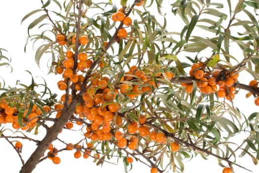 close-up branch of ripe sea buckthorn, isolated on white