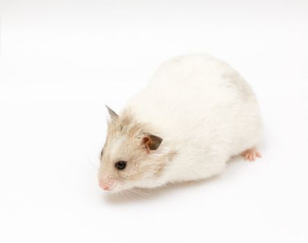 syrian hamster on abstract white background