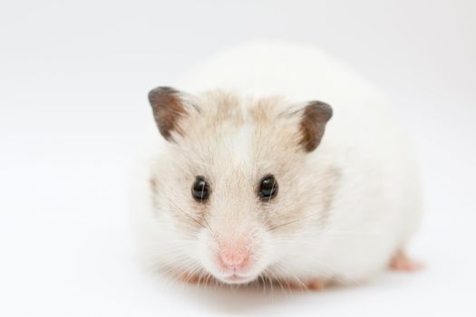 syrian hamster on abstract white background