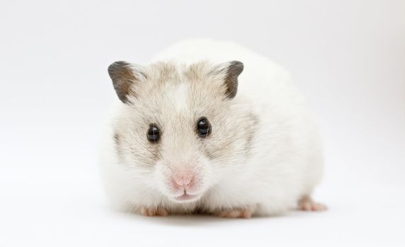 syrian hamster on abstract gray background