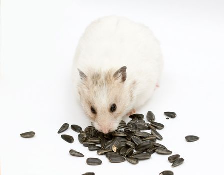 syrian hamster with sunflower on abstract background