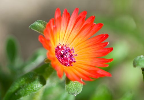 close-up red-yellow flower on green grass background